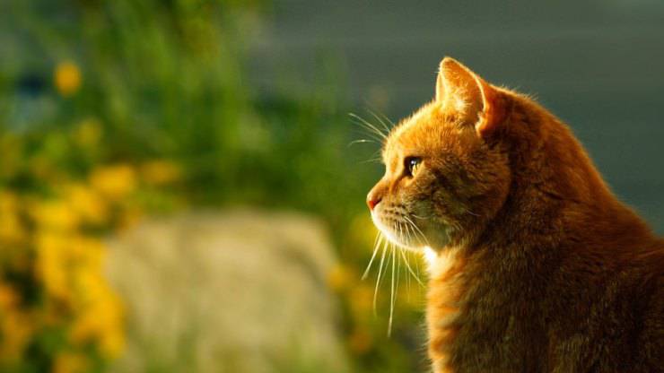 Gatto all'aria aperta