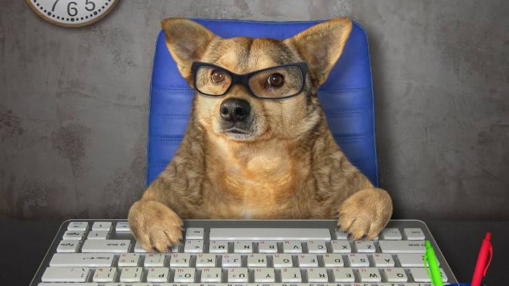 Cane al computer