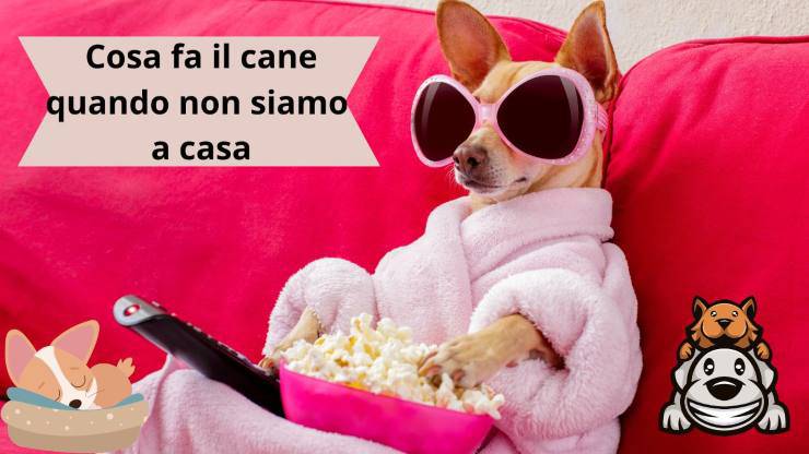 Cane: cosa fa da solo a casa