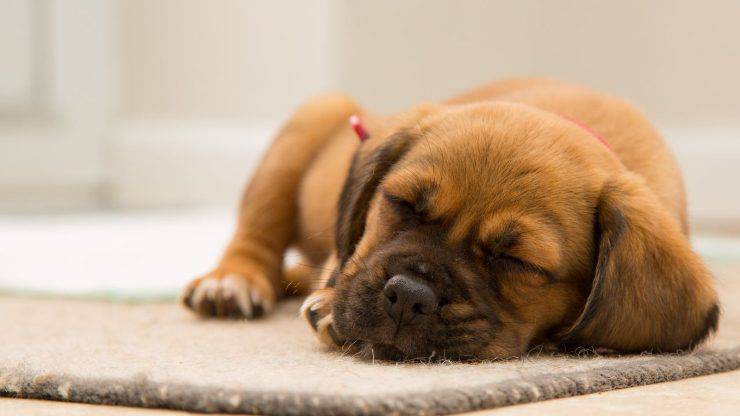 Fido che dorme
