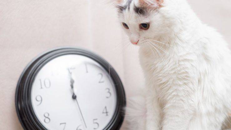 Gatto e tempo che passa