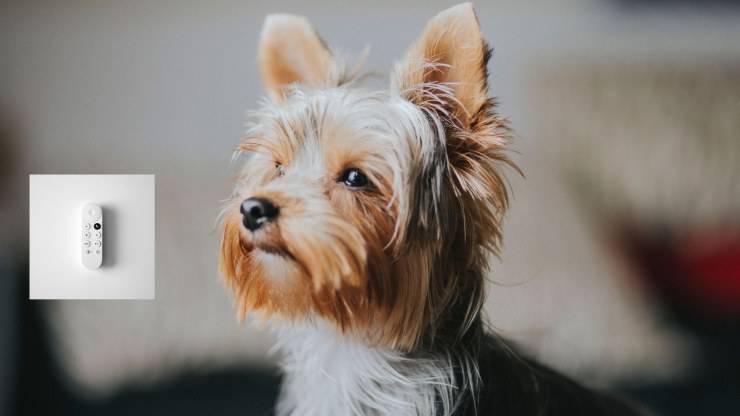 Il cane gioca con il telecomando Il cane gioca con il telecomando
