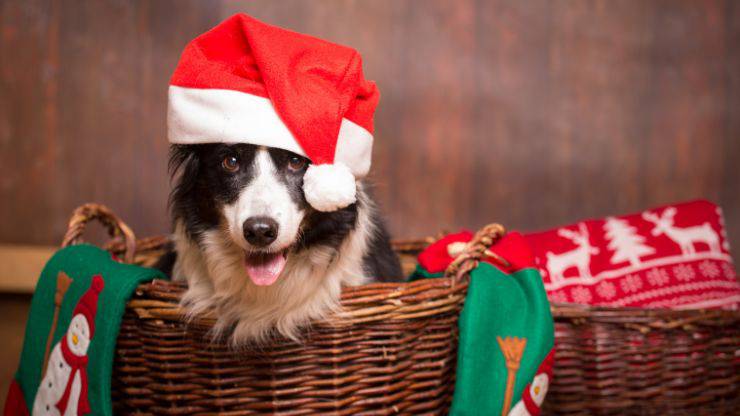 Calendario avvento cane