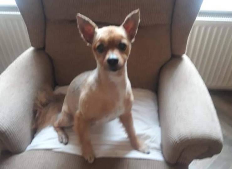 ruby cagnolina scomparsa
