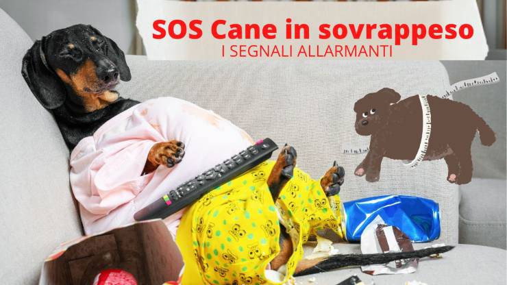 I segnali per capire se un cane è in sovrappeso Come capire se il cane è in sovrappeso