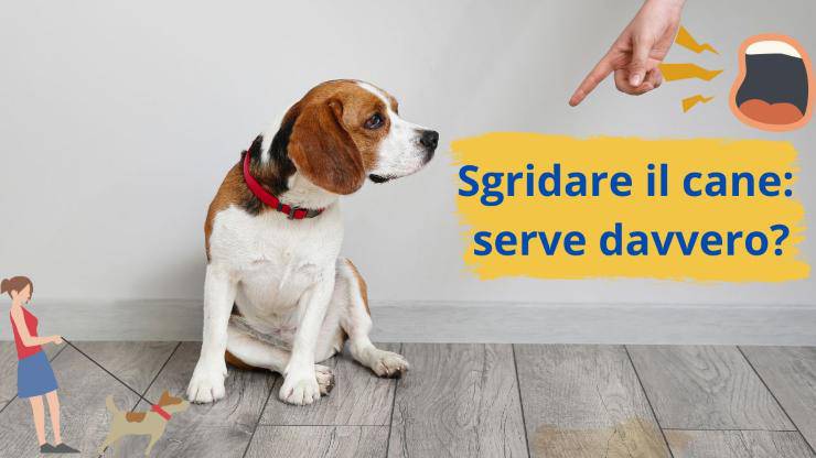 Urlare contro il cane