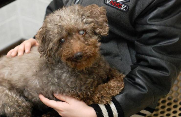 cane anziano trova felicità
