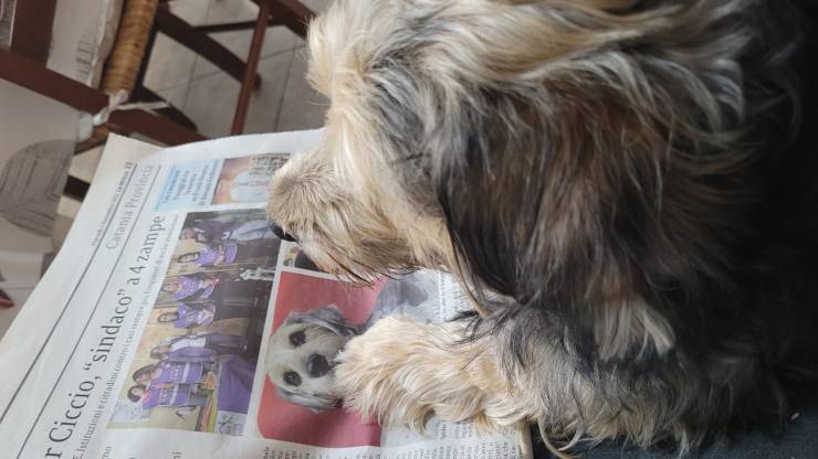 polpette avvelenate sindaco cane