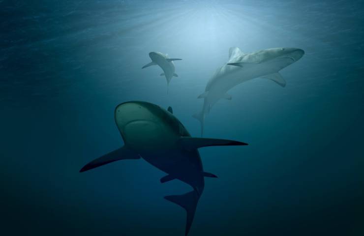 scoperte oceano squali fondale