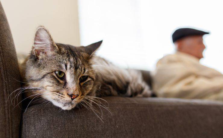 Suggerimenti per la cura del gatto anziano