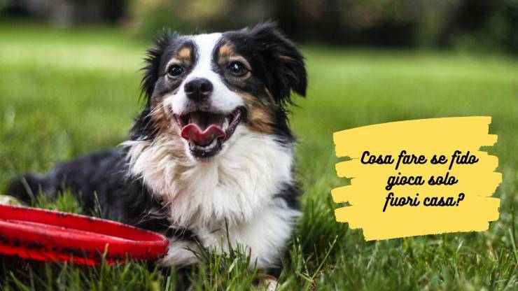 Il cane gioca solo fuori casa Il cane gioca solo fuori casa