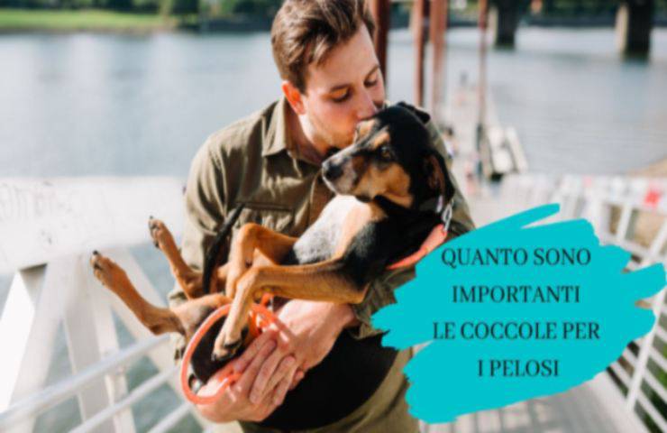 Razze di cani affettuose Peloso affettuoso col padrone