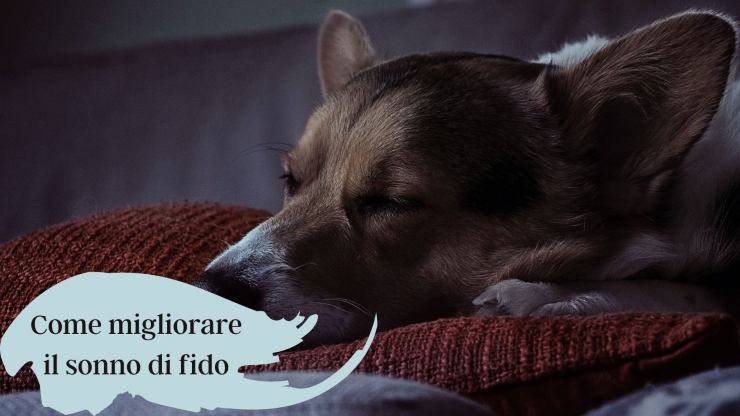 Benefici del sonno nel cane Benefici del sonno nel cane