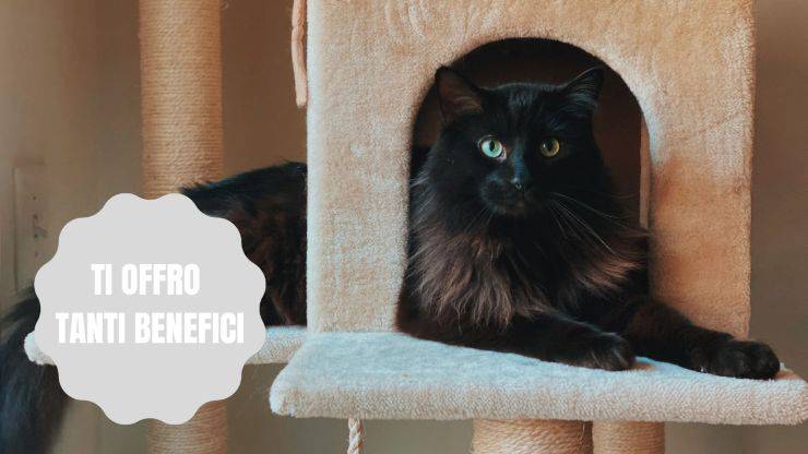 Avere un gatto in casa fa bene alla salute Avere un gatto in casa fa bene alla salute