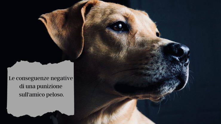 Cosa succede al tuo cane quando lo punisci Cosa succede al tuo cane quando lo punisci