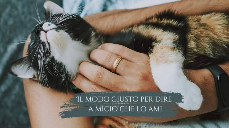 Il gatto sa che gli vuoi bene