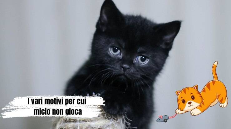 Perché il gatto non usa i suoi giocattoli Perché il gatto non usa i suoi giocattoli