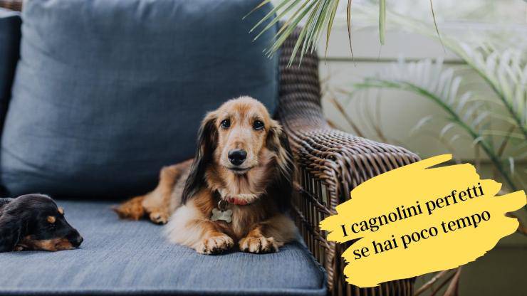 Cani per persone molto occupate