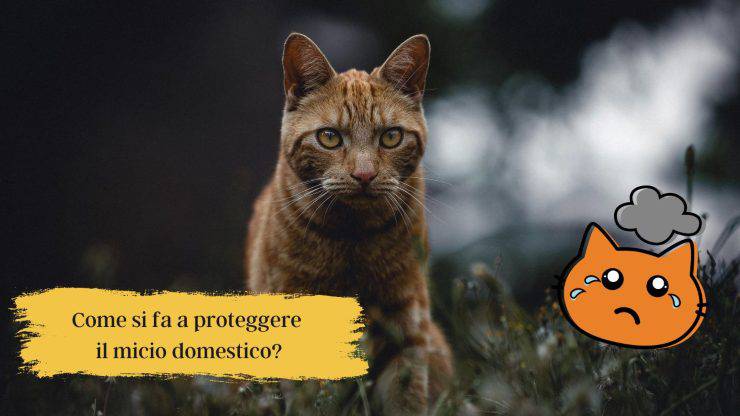 Nuovo studio scientifico sui gatti Nuovo studio scientifico sui gatti