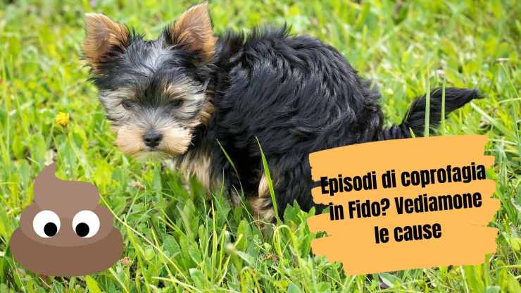 Perché ai cani piace la cacca Perché ai cani piace la cacca