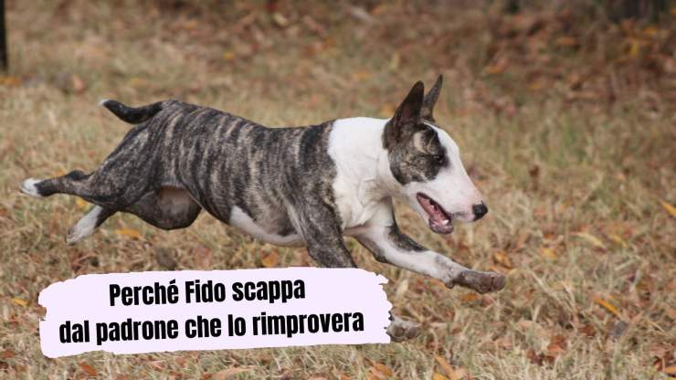Il cane scappa quando lo rimprovero Il cane scappa quando lo rimprovero