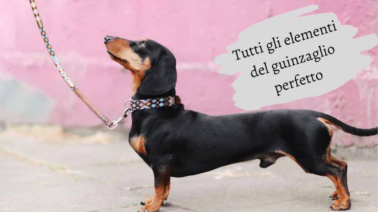 Questo è il guinzaglio da scegliere per il tuo cane