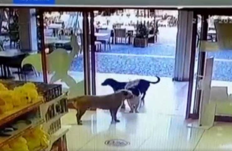 cani ladri