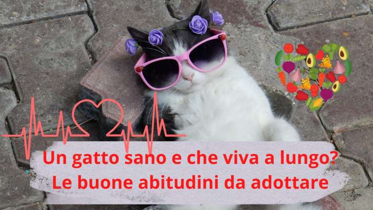 Cosa fare per far vivere il gatto a lungo