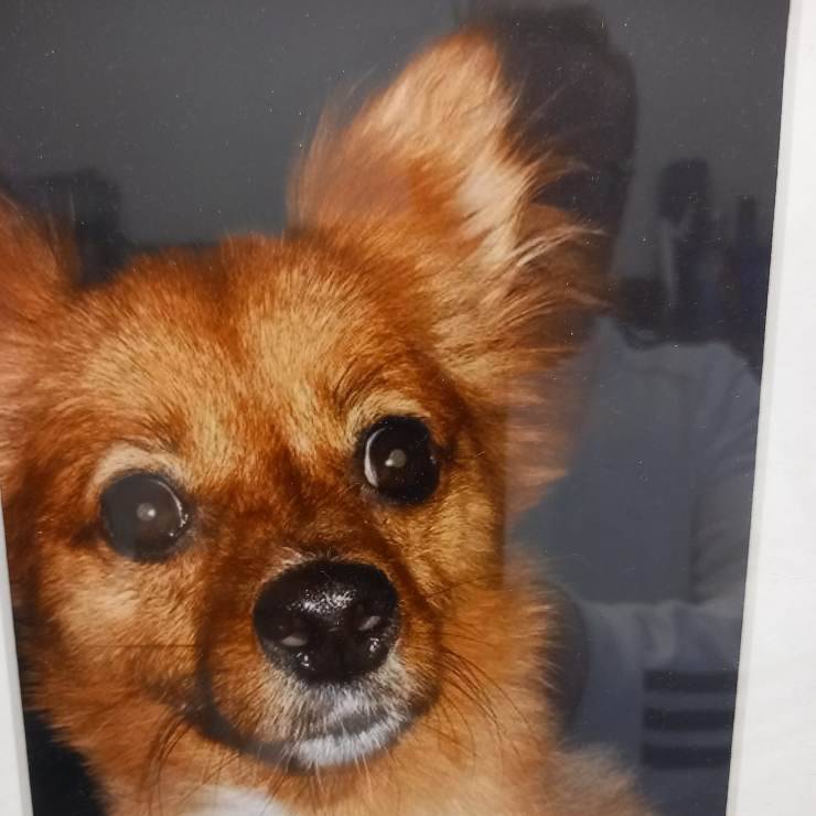 ruby cagnolina scomparsa
