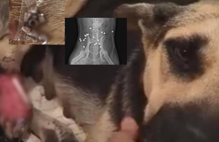 cane bersaglio colpito proiettili