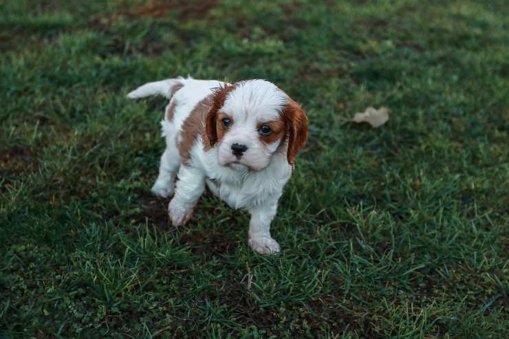 Razze di cani curiose verso gli estranei