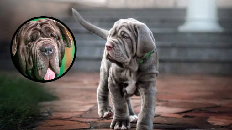 mastino napoletano