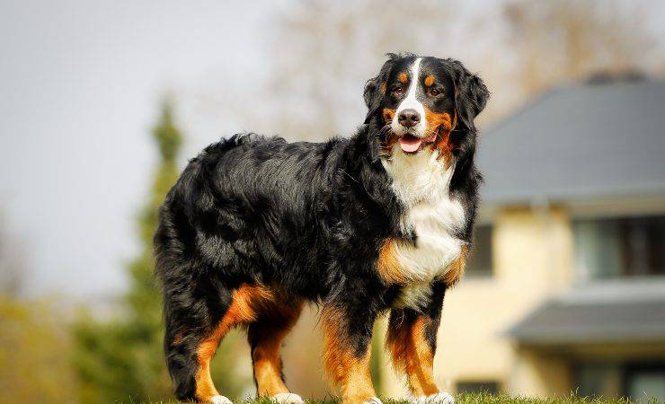 Bovaro del bernese nei campi