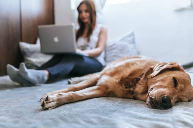 Razze canine per persone molto occupate
