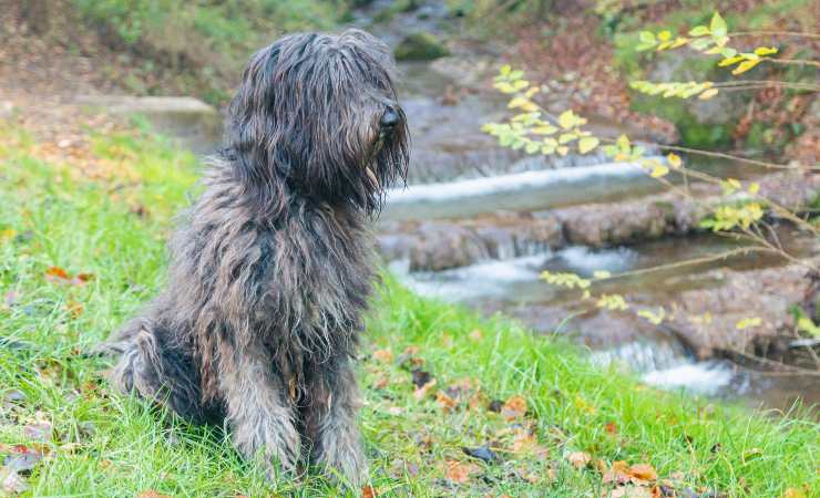 Cane da pastore bergamasco