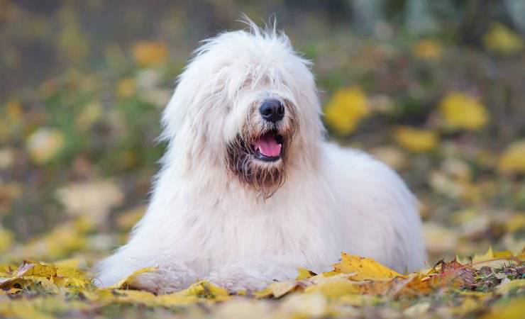 Cura del cane da pastore della Russia meridionale