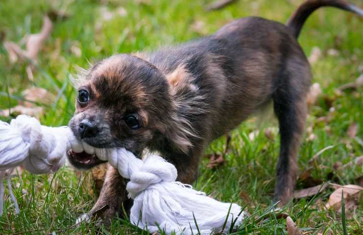 Il cane si deve divertire ogni giorno