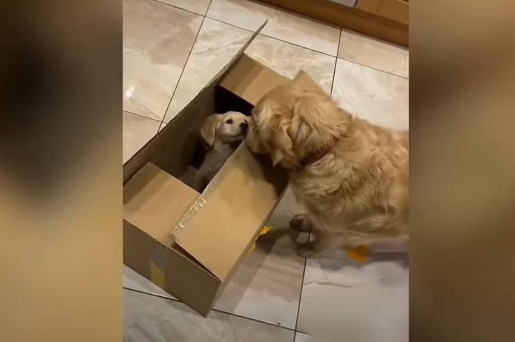incontro cane fratellino