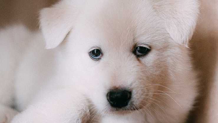 cane letargico
