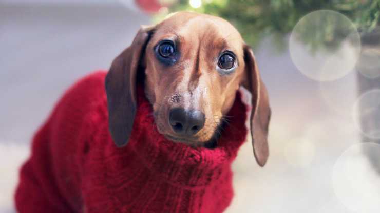 cane maglione