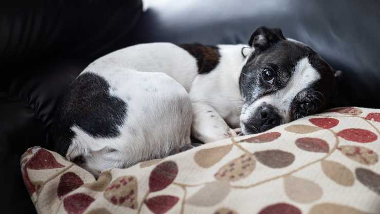 cane malato