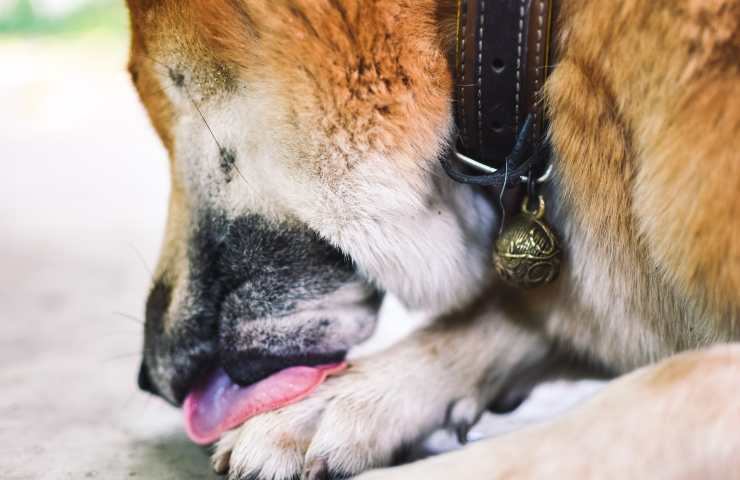 Cane si lecca zampe