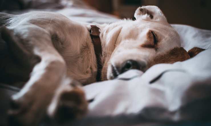 Cane sul letto