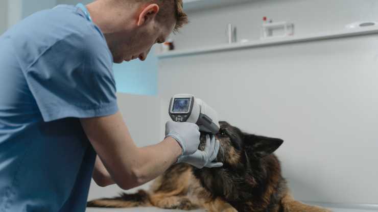 cane veterinario 