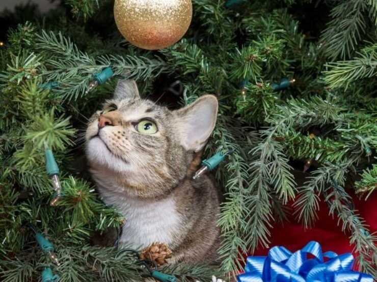 Albero di Natale tema felino