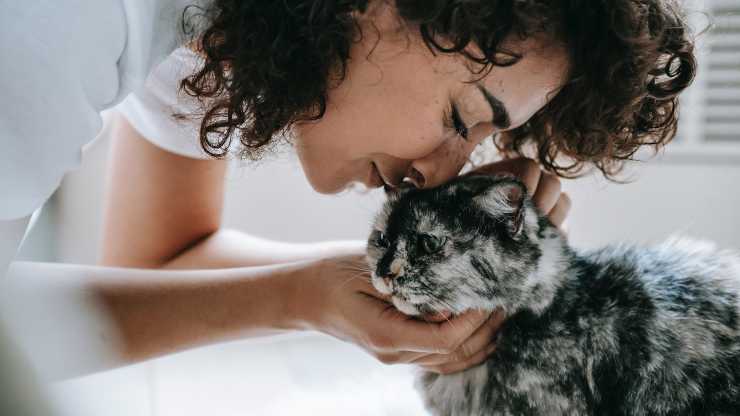 coccolare gatto