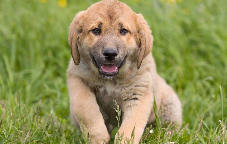 mastino spagnolo