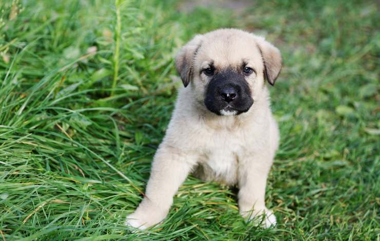 mastino spagnolo