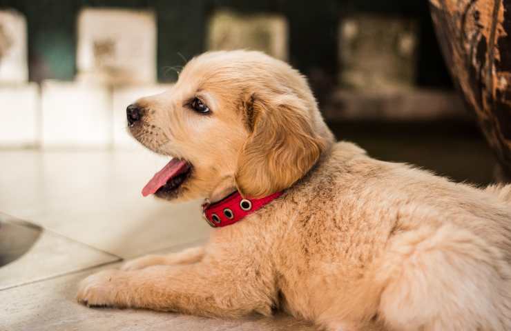Cucciolo di cane con collare
