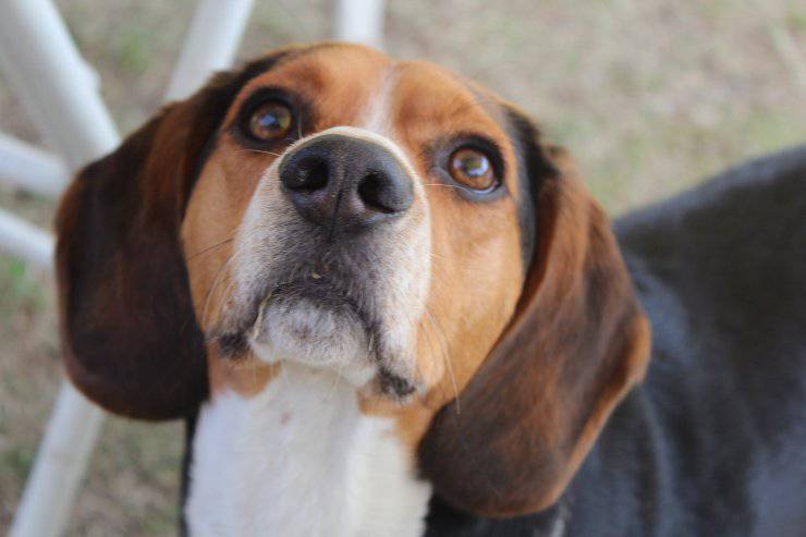 Il cagnolino è curioso
